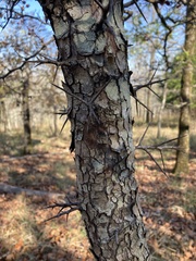 Crataegus ouachitensis
