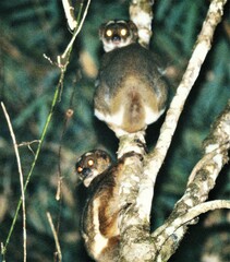 Avahi laniger