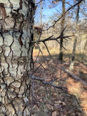 Crataegus ouachitensis
