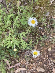 Brachyscome diversifolia