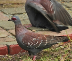 Columba guinea phaeonota