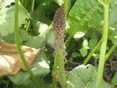 Gunnera perpensa