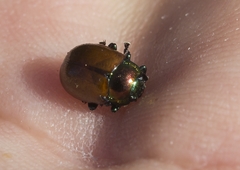 Chrysolina polita