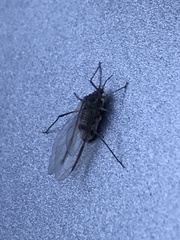 Tuberolachnus salignus