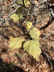 Crataegus ouachitensis