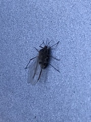 Tuberolachnus salignus