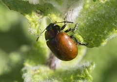 Chrysolina polita