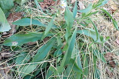 Calycomyza promissa