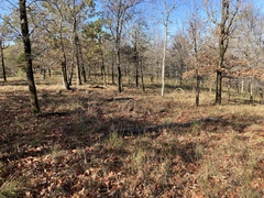 Crataegus ouachitensis