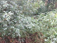 Cinnamomum subavenium