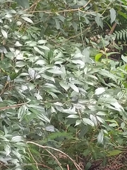 Cinnamomum subavenium