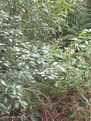 Cinnamomum subavenium