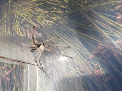 Palystes superciliosus