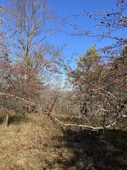 Crataegus ouachitensis
