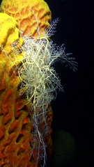 Astrophyton muricatum