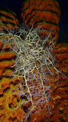 Astrophyton muricatum