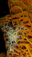 Astrophyton muricatum