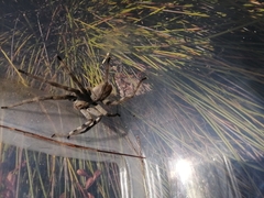 Palystes superciliosus