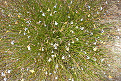 Lobelia capillifolia