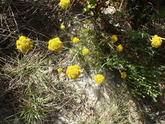 Helichrysum rutilans