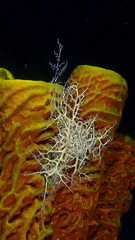 Astrophyton muricatum