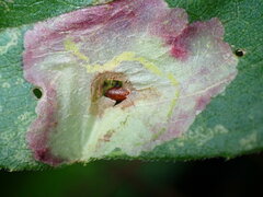 Calycomyza promissa