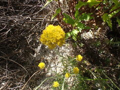 Helichrysum rutilans