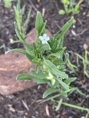 Lithospermum papillosum