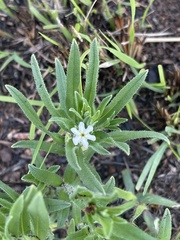 Lithospermum papillosum