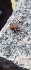 Agelenidae