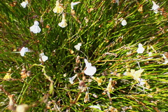 Lobelia capillifolia