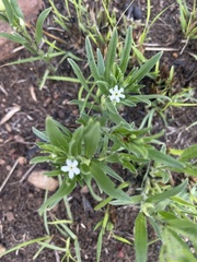 Lithospermum papillosum