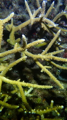 Acropora cervicornis
