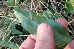 Calycomyza promissa