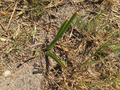 Cyanella hyacinthoides
