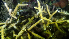 Acropora cervicornis