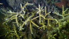 Acropora cervicornis