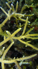 Acropora cervicornis