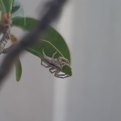 Arachosia praesignis