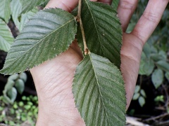 Carpinus tschonoskii