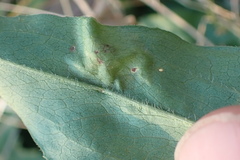 Calycomyza promissa