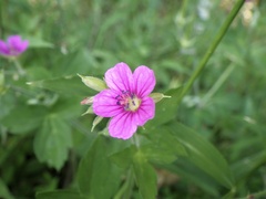 Geranium thunbergii