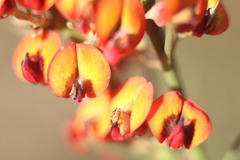 Daviesia physodes