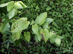 Saururus chinensis