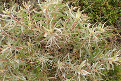Leucadendron meridianum