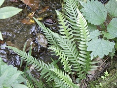 Phegopteris decursive-pinnata