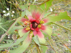 Leucadendron tinctum