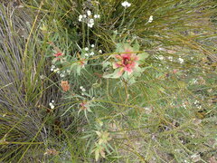 Leucadendron tinctum
