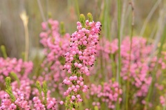 Erica gracilipes