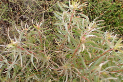 Leucadendron meridianum